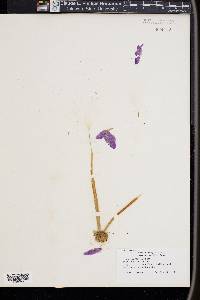 Crocus medius image