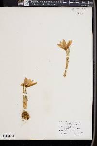 Crocus medius image