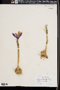 Crocus sativus image