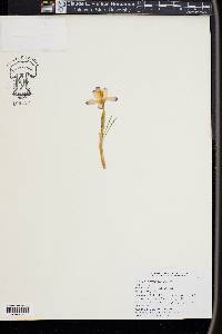 Crocus tommasinianus image
