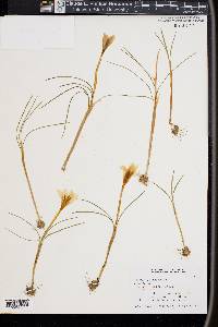 Crocus tommasinianus image