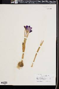 Crocus tommasinianus image