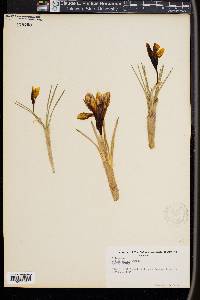 Crocus vernus image