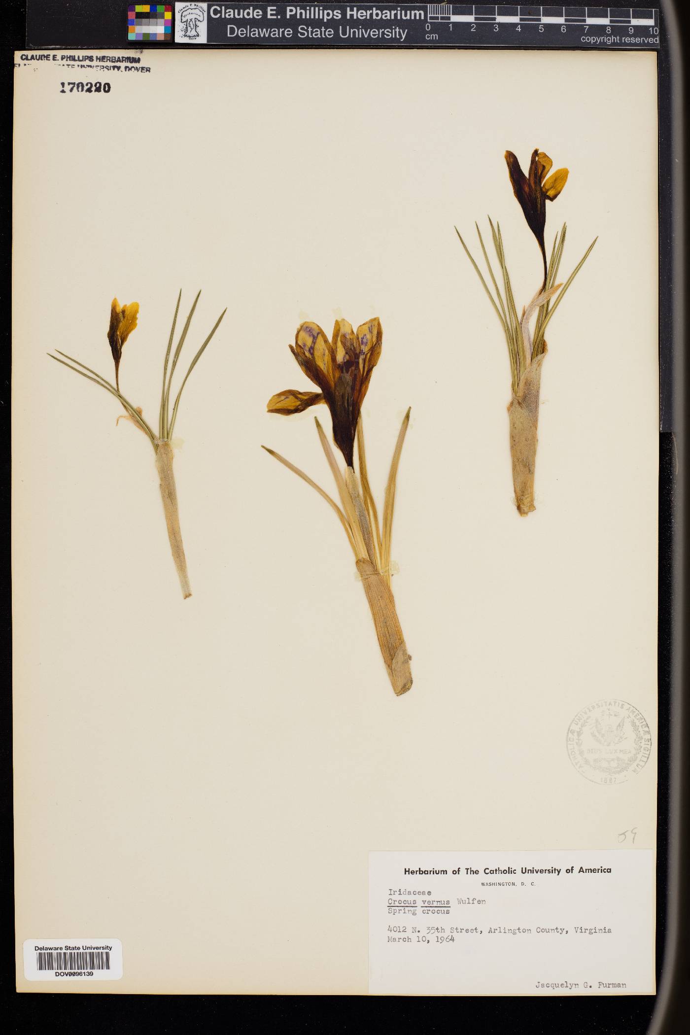 Crocus vernus image