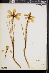 Crocus vernus image