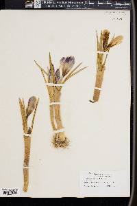 Crocus vernus image