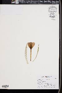 Crocus vernus image