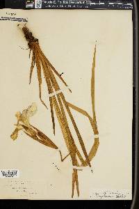 Iris douglasiana image