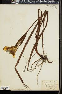 Iris douglasiana image