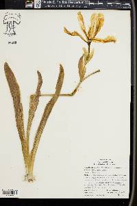 Iris germanica image