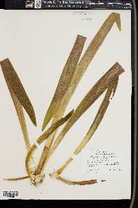 Iris germanica image