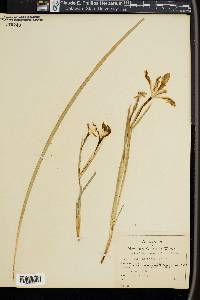 Iris hartwegii image