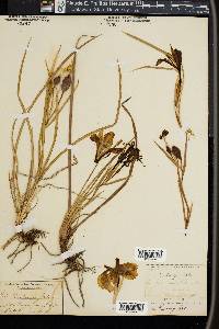 Iris hartwegii image