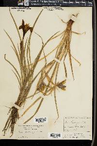 Iris hartwegii image