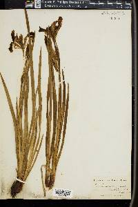 Iris longipetala image