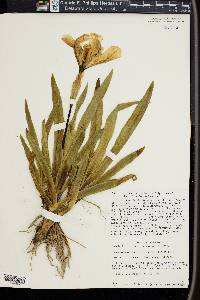 Iris lutescens image