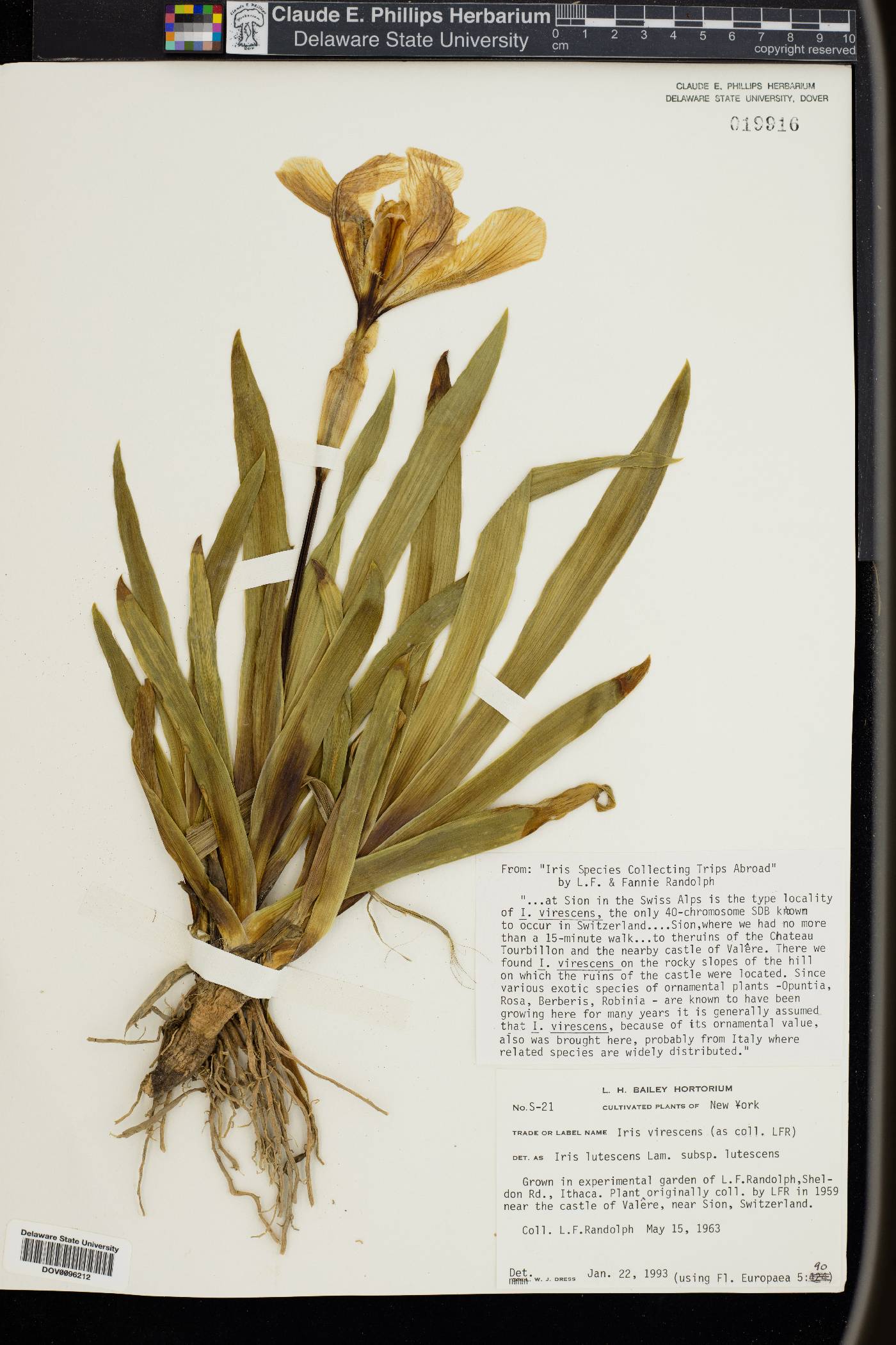 Iris lutescens image