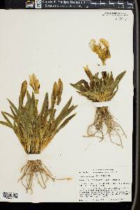 Iris lutescens image