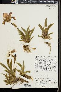 Iris lutescens image