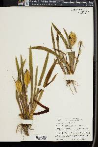 Iris lutescens image