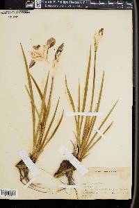 Iris missouriensis image