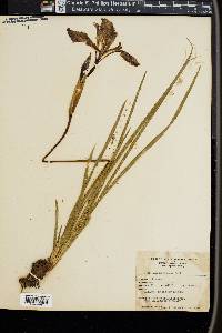 Iris missouriensis image