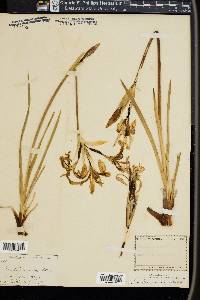 Iris missouriensis image