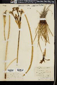 Iris missouriensis image