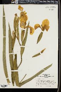 Iris pseudacorus image