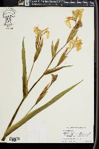 Iris pseudacorus image