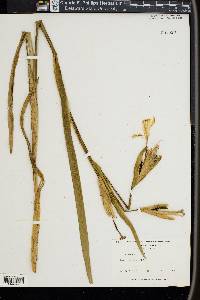 Iris pseudacorus image