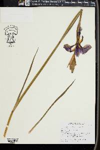 Iris sibirica image