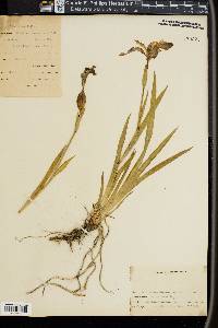 Iris setosa image
