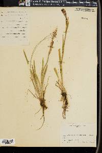 Iris setosa image