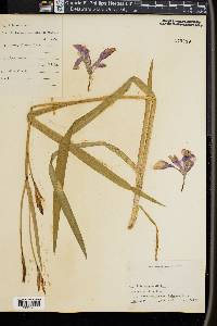 Iris versicolor image