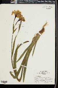 Iris versicolor image