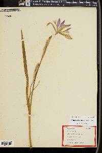 Iris versicolor image