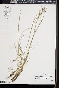 Sisyrinchium atlanticum image