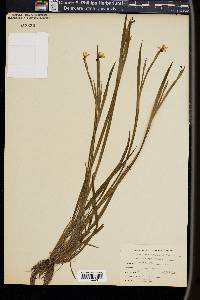 Sisyrinchium gramineum image