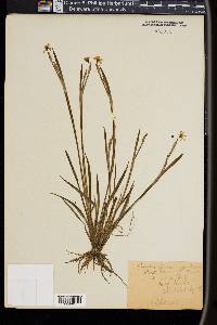 Sisyrinchium gramineum image