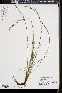 Sisyrinchium fuscatum image