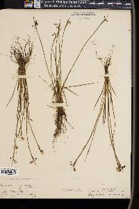 Sisyrinchium mucronatum image