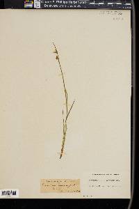 Sisyrinchium mucronatum image