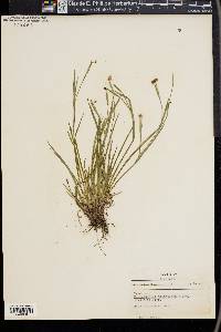 Sisyrinchium atlanticum image