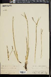Sisyrinchium bellum image