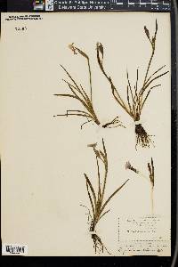 Sisyrinchium bellum image