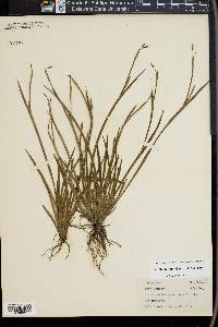 Sisyrinchium gramineum image