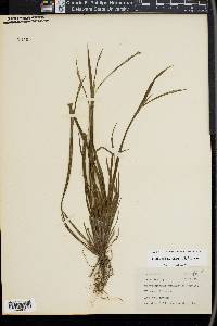 Sisyrinchium gramineum image