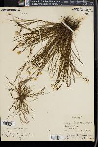 Sisyrinchium flaccidum image