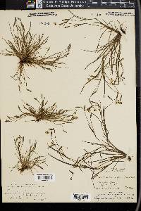 Sisyrinchium flaccidum image
